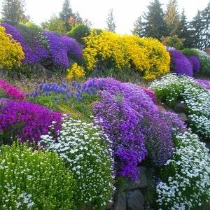 No997 Rockery Flowers WIldflowers 20 Seeds Zaden Seeds