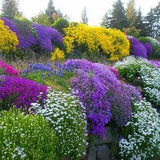 No997 Rockery Flowers WIldflowers 20 Seeds Zaden Seeds