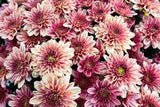 Craquez pour ces 18 jolies fleurs pour un jardin d'automne ! Flower Delivery