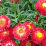 100 Pcs -Scarlet Strawflower Helichrysum Flower Seeds-Xerochrysum Bractea FL108/ Strawflower / Everlasting Daisy