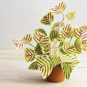 Exotic Striped Butterfly Wing 8 Seeds