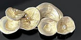 SOLID CAST MODERNIST 925 STERLING SILVER LILY PADS BROOCH