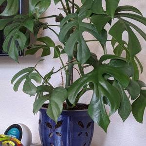 Large (6.75'') Orchid Pot with Butterfly Holes, Fits Most Orchids - Non Toxic Material - Nontoxic Material