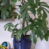 Large (6.75'') Orchid Pot with Butterfly Holes, Fits Most Orchids - Non Toxic Material - Nontoxic Material