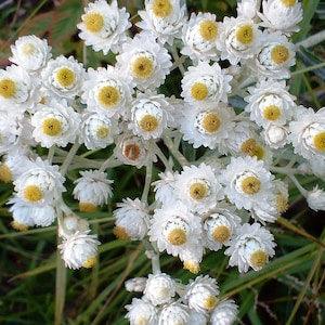 100 PEARLY EVERLASTING Anaphalis Margaritacea Fragrant Butterfly Flower Seeds