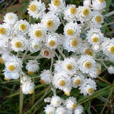 100 PEARLY EVERLASTING Anaphalis Margaritacea Fragrant Butterfly Flower Seeds