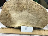 Dried Tree Conk Shelf Mushroom Fungus for Painting or Crafts [A]