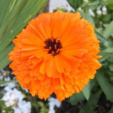 Calendula Pacific Beauty Mix Seeds - Calendula Officinalis - 30+ Annual Seeds - FS006