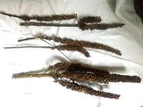 Natural MULLEIN Spikes Brown 6 Stems Floral Crafts
