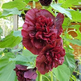 Hollyhock - Double Bloom - Alcea rosea 'Chater's Double' - Burgundy - Canadian Flower Seeds