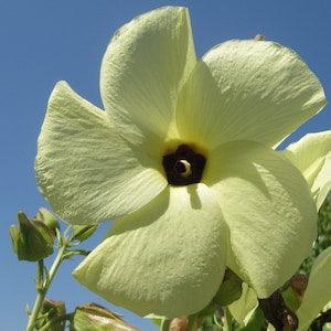 Sunset Hibiscus - 10 Seeds - Bright Bright Yellow Flower - Abelmoschus manihot