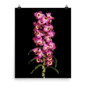 Dendrobium Red Emperor Orchid Print Dendrobium Orchids Wall Art Poster