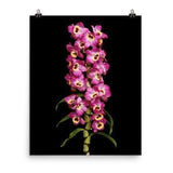 Dendrobium Red Emperor Orchid Print Dendrobium Orchids Wall Art Poster
