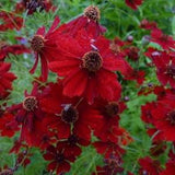 50+ Coreopsis Tinctoria Dwarf Red Flower Seeds-B214-Mahogany Midget- Bright Red Annual