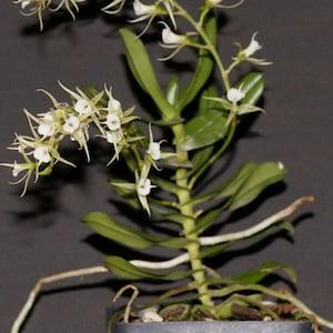 Oeonelia polystachys Near blooming size orchid species. Angraecum type/relative.