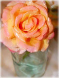 Wax dipped Flowers Flower Delivery