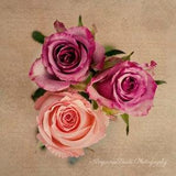 Roses photo purple roses print champagne roses image three roses photo trio botanical wall art square rose print for her gift under 50