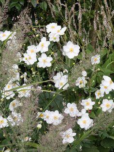 Herbst-Anemone 'Honorine Jobert' / Anemone japonica 'Honorine Jobert' Flower Delivery
