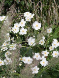 Herbst-Anemone 'Honorine Jobert' / Anemone japonica 'Honorine Jobert' Flower Delivery