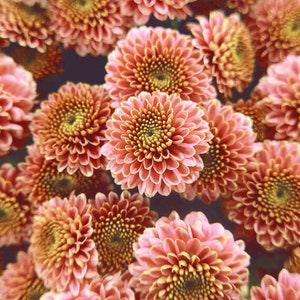 APRICOT ASTER Cut Flower, Easy To Grow, Callistephus Chinensis, 20 Seeds