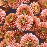 APRICOT ASTER Cut Flower, Easy To Grow, Callistephus Chinensis, 20 Seeds
