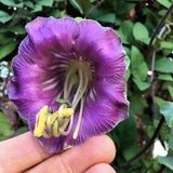 Cathedral Bells Purple Seeds / Purple Cup & Saucer Vine / Climbing Plant / Annual Plant / Monastery Bells / 5 seeds/pkg (GN-2)