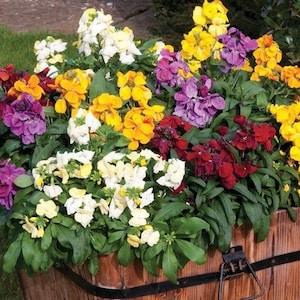 Aegean Wallflower Blend 1g - 200 Seeds - Cheiranthus Cherry NON GMO