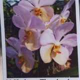 Orchid Harkana Tkatchenko Tropical Hanging Plants