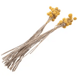 40Pcs Dried Craspedia Flowers Dried Button Balls Flowers,Dried Flower BoO8
