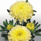 Astra peony Sonata Yellow Seeds flowers Annuals Ukraine 0.25 grams