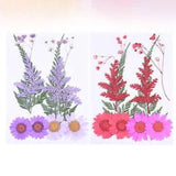 20 Pcs Flower Specimen Dried Flowers Nail Art Muicle Plants Natural