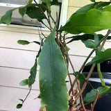 Queen of the Night??? clippings