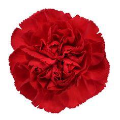 How To Make A Boutonniere And Corsage: A DIY Tutorial - Fiftyflowers Flower Delivery