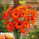 Pot Marigold Geisha Girl - 150 Seeds - Calendula Officinalis - Flower