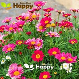 ROBINSON'S GIANT MIX - Painted daisy - 180 seeds - Chrysanthemum Tanacetum coccineum -