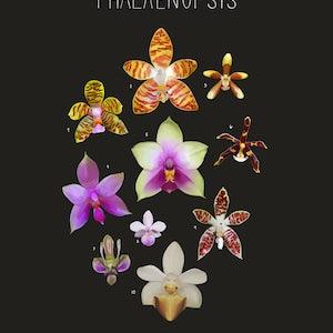 Orchids, The Genus Phalaenopsis, Scientific Illustration, Scientific Print, Botanical Illustration