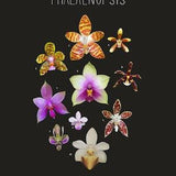 Orchids, The Genus Phalaenopsis, Scientific Illustration, Scientific Print, Botanical Illustration