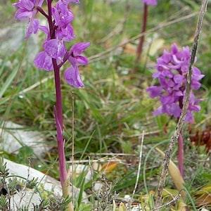 Rare Orchis mascula 1 bulb PLANT