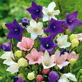 Balloon Flowers Chinese Bellflower Blend 0.1g / 100 Seeds - Platycodon Grandiflorus GMO FREE