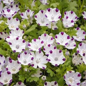 Five Spot Flower Seeds - Nemophila maculata - Borage Family - Buffalo Eyes - What a beauty - flower seed
