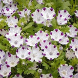 Five Spot Flower Seeds - Nemophila maculata - Borage Family - Buffalo Eyes - What a beauty - flower seed
