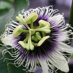 Yellow Passion Fruit (Passiflora edulis flavicarpa)  Packet of 7 seeds with New!