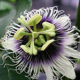 Yellow Passion Fruit (Passiflora edulis flavicarpa)  Packet of 7 seeds with New!