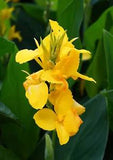 Yellow Cannova Canna Lily Live Plant Rhizome (Bright Yellow Blooms)
