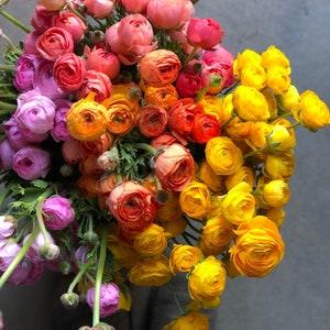 Ranunculus Rainbow Mix corms, mixed variety of colors (Buttercup), perennial flowers, red, yellow, orange, white, pink, purple blooms