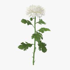 Chrysanthemum White - Single Standing ~ 3D Model #90880974 Flower Delivery