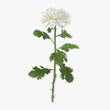 Chrysanthemum White - Single Standing ~ 3D Model #90880974 Flower Delivery