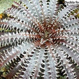 Hardy Fosteriana - Dyckia fosteriana - Rare 'Bromeliad' Seeds - Agave Fosteriana, Brown-White, Dwarf Century Plant, Hardy Hybrid Tulips