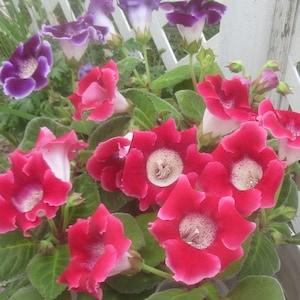 Gloxinia 50+ Mixed Seeds : Sinningia Speciosa Hybrids - Purple, Pink, White, Red, Speckled
