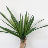 Artificial Cymbidium Plant with Root, Fake Orchid Foliage, Home Flower Decor, Indoor Floral Craft, Lounge Vase Filler, Table Centerpiece Art